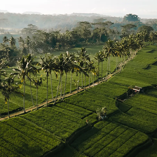 banjar-mancingan-rice-terrace